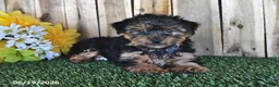 Yorkshire Terrier dogs for sale: Bentley - Ad 1