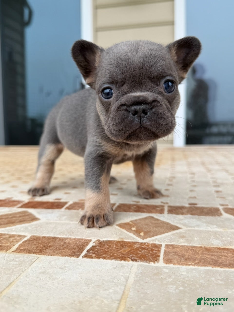 French Bulldog dogs for sale: Penny - Ad 2
