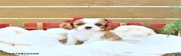 Cavapoo dogs for sale: Harper - Ad 3