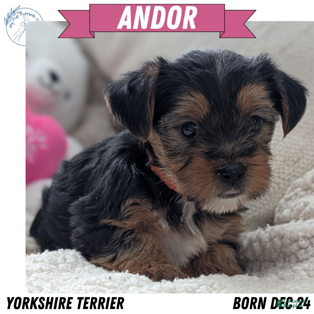 Yorkshire Terrier dogs Andor - Ad 3