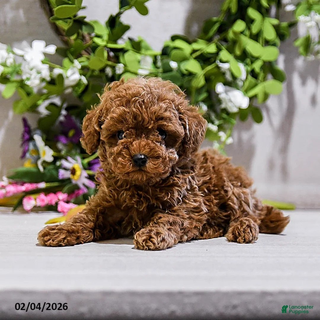 Toy Poodle dogs for sale: Knox - Ad 3