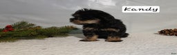Yorkiepoo dogs for sale: Kandy - Ad 2
