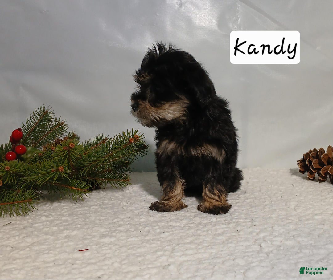 Yorkiepoo dogs for sale: Kandy - Ad 2