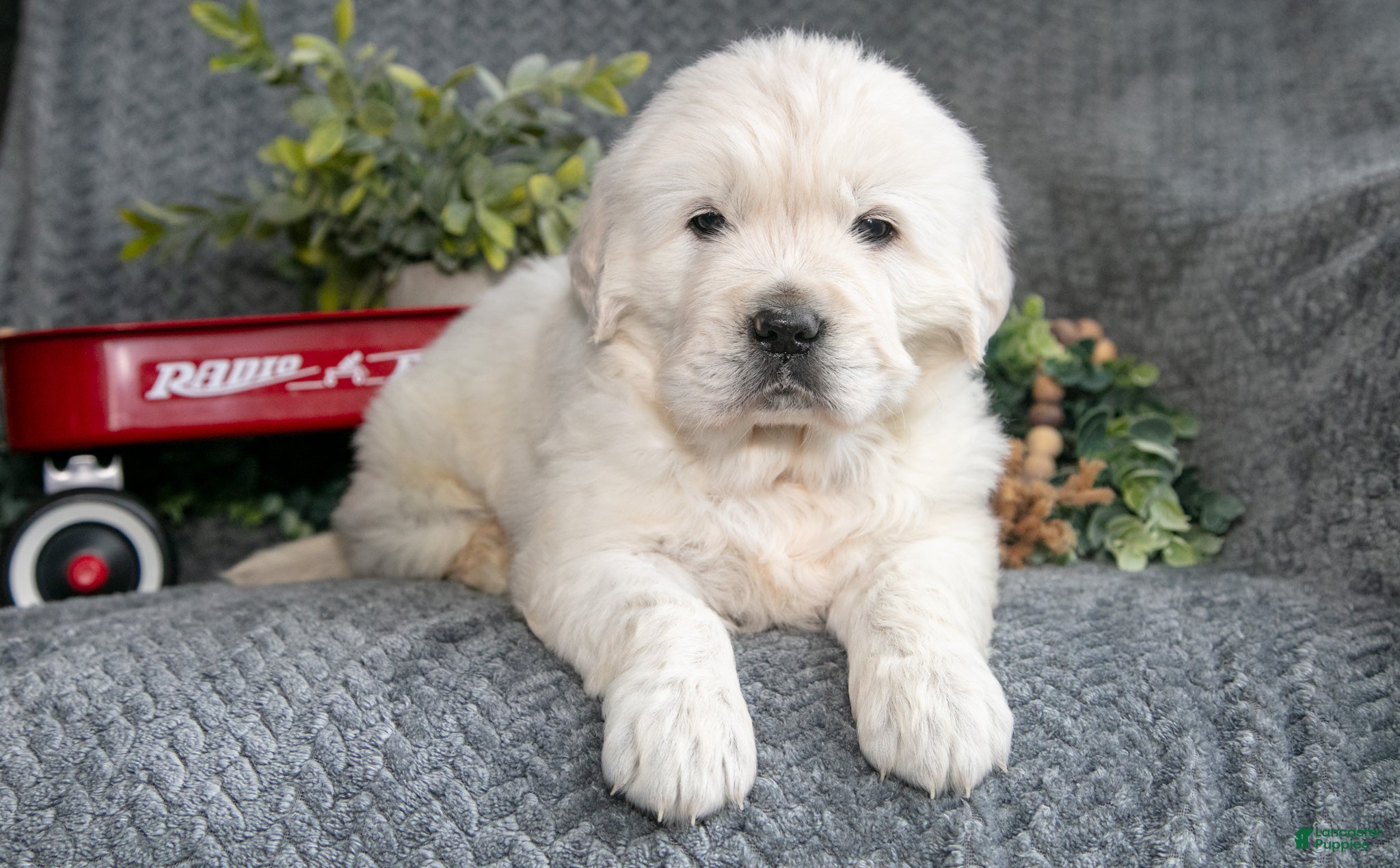 Golden Retriever dogs Sam - Ad 39