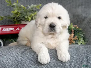 Golden Retriever dogs Sam - Ad 39