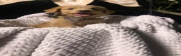 Australian Shepherd dogs for sale: Billy (Lemon Aussie) (male) - Ad 4