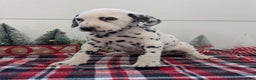 Dalmatian dogs for sale: Jack - Ad 3