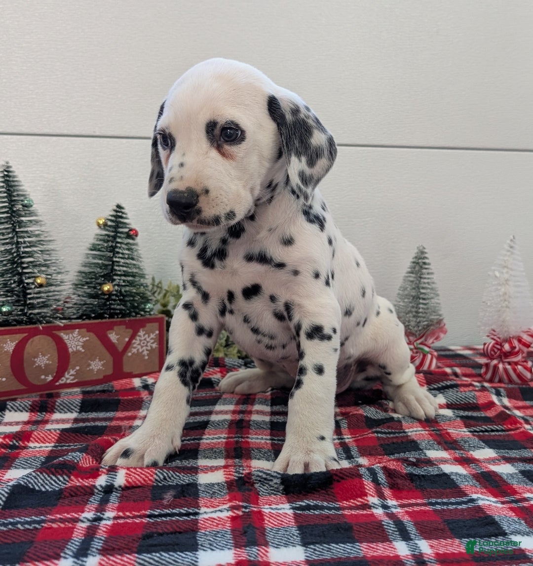 Dalmatian dogs for sale: Jack - Ad 3