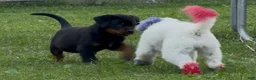 Rottweiler dogs for sale: Rottweiler 1 - Ad 15