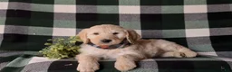 Goldendoodle dogs for sale: Demarcus Standard size Hypoallergenic - Ad 5