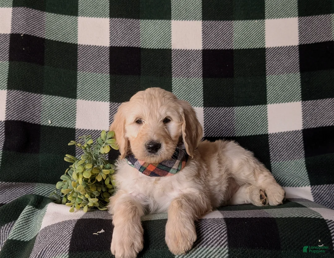 Goldendoodle dogs for sale: Demarcus Standard size Hypoallergenic - Ad 5