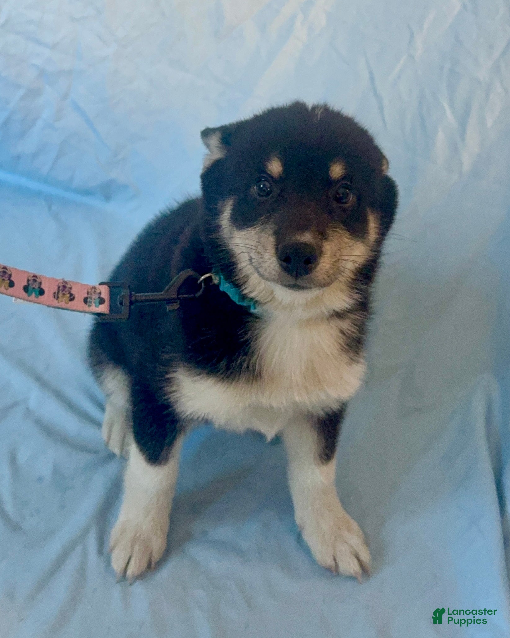 Mixed Breed dogs Maverick - Ad 35