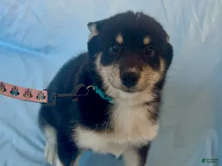 Mixed Breed dogs Maverick - Ad 35