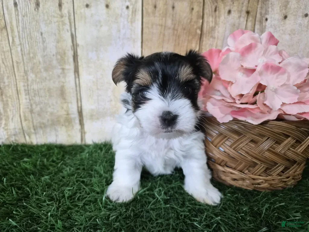 Biewer Terrier dogs Willow - Ad 2
