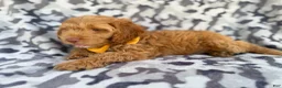 Cockapoo dogs for sale: Toby - Ad 7