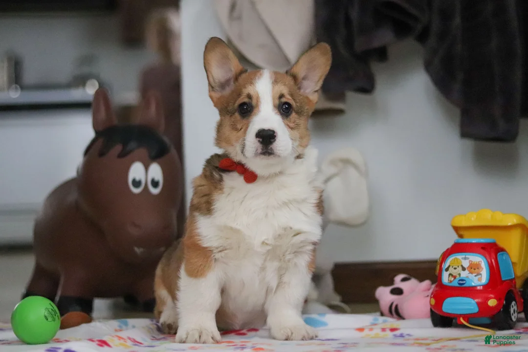 Welsh Corgi Pembroke dogs for sale: Jack - Ad 11