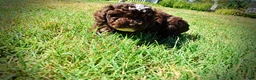 Havapoo dogs for sale: Juno-LABOR DAY SALE-TAKE $100 OFF!!! - Ad 11
