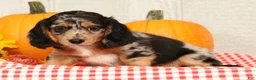 Miniature Dachshund dogs for sale: Jesse - Ad 3