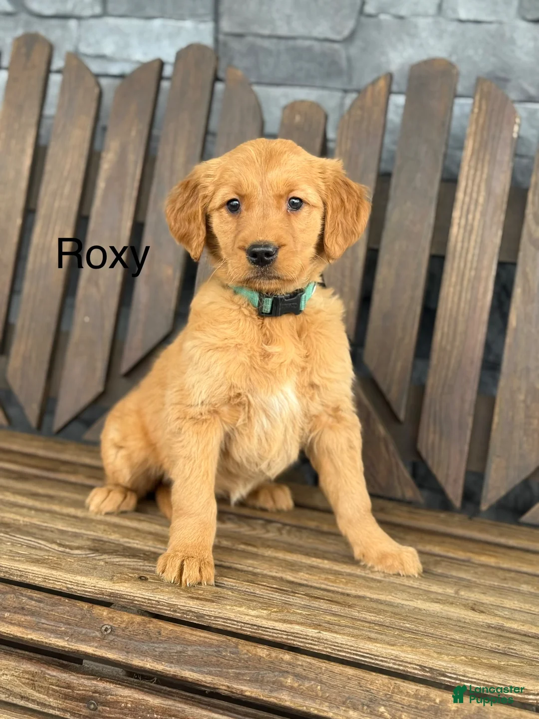 Golden Retriever dogs for sale: Roxy - Ad 1