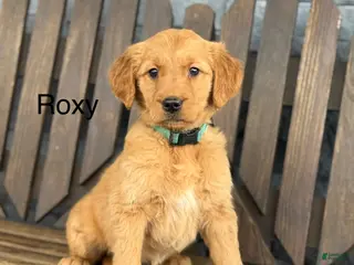 Golden Retriever dogs Roxy - Ad 13