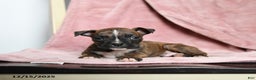 Boxer dogs for sale: Lickums - Ad 3