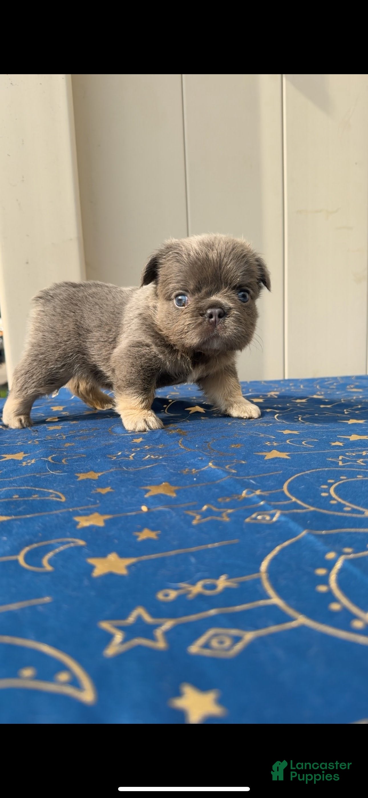 French Bulldog dogs Blue Girl #2 - Ad 1
