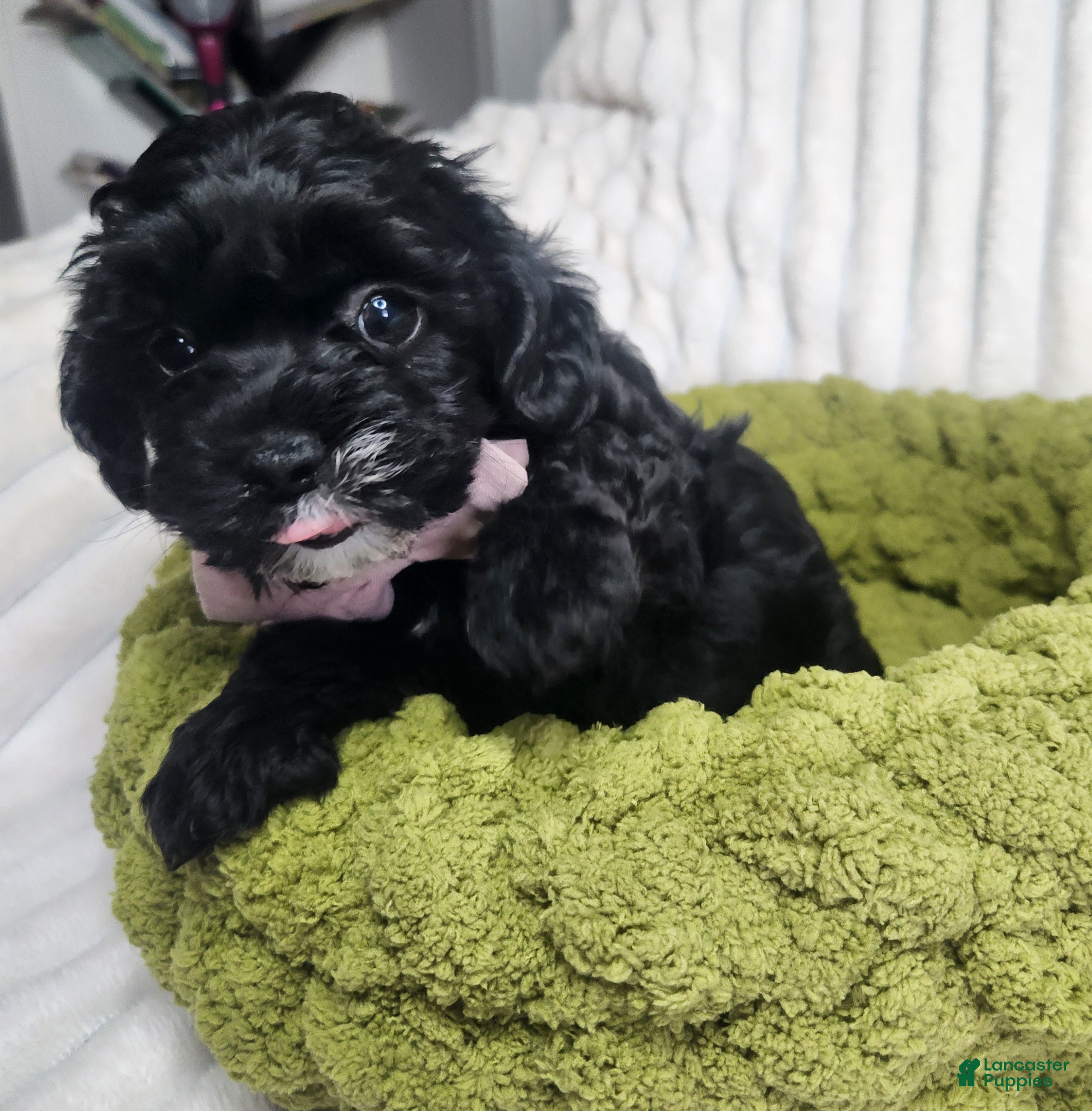 Yorkiepoo