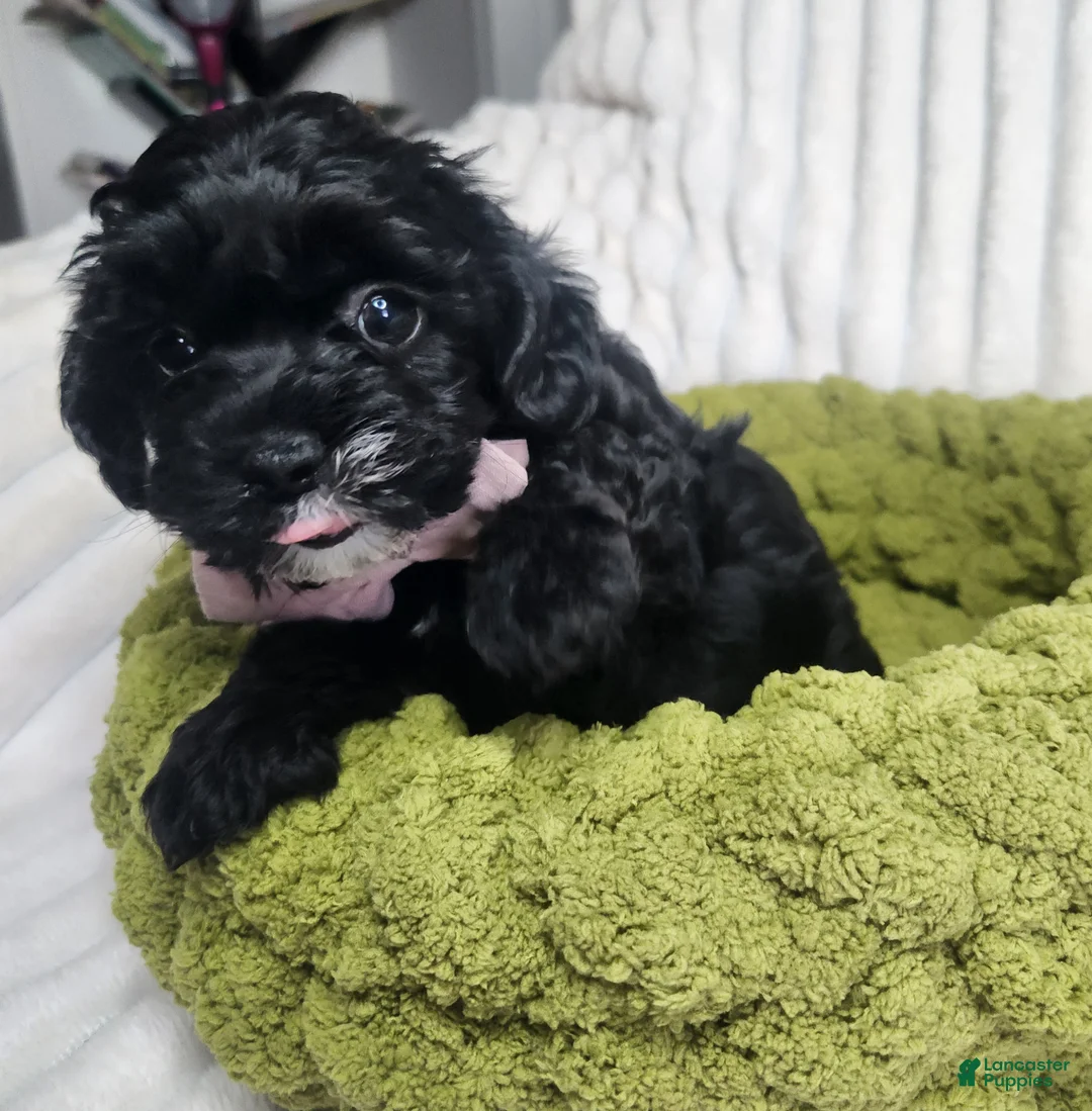 Yorkiepoo dogs for sale: Yorkiepoo 2 - Ad 1