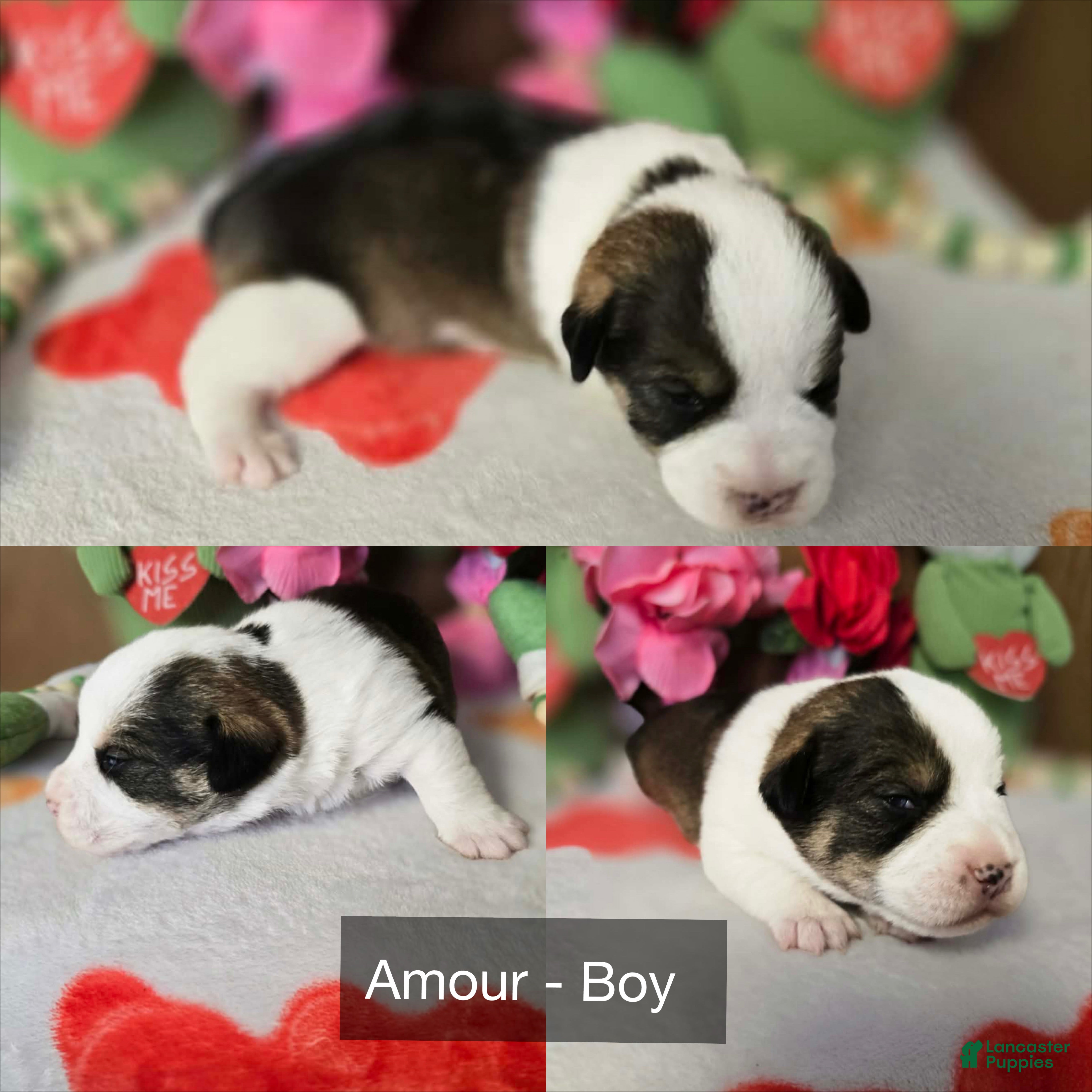 Mixed Breed dogs Mixed Breed Puppy 1 - Ad 2