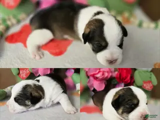 Mixed Breed dogs Mixed Breed Puppy 1 - Ad 2