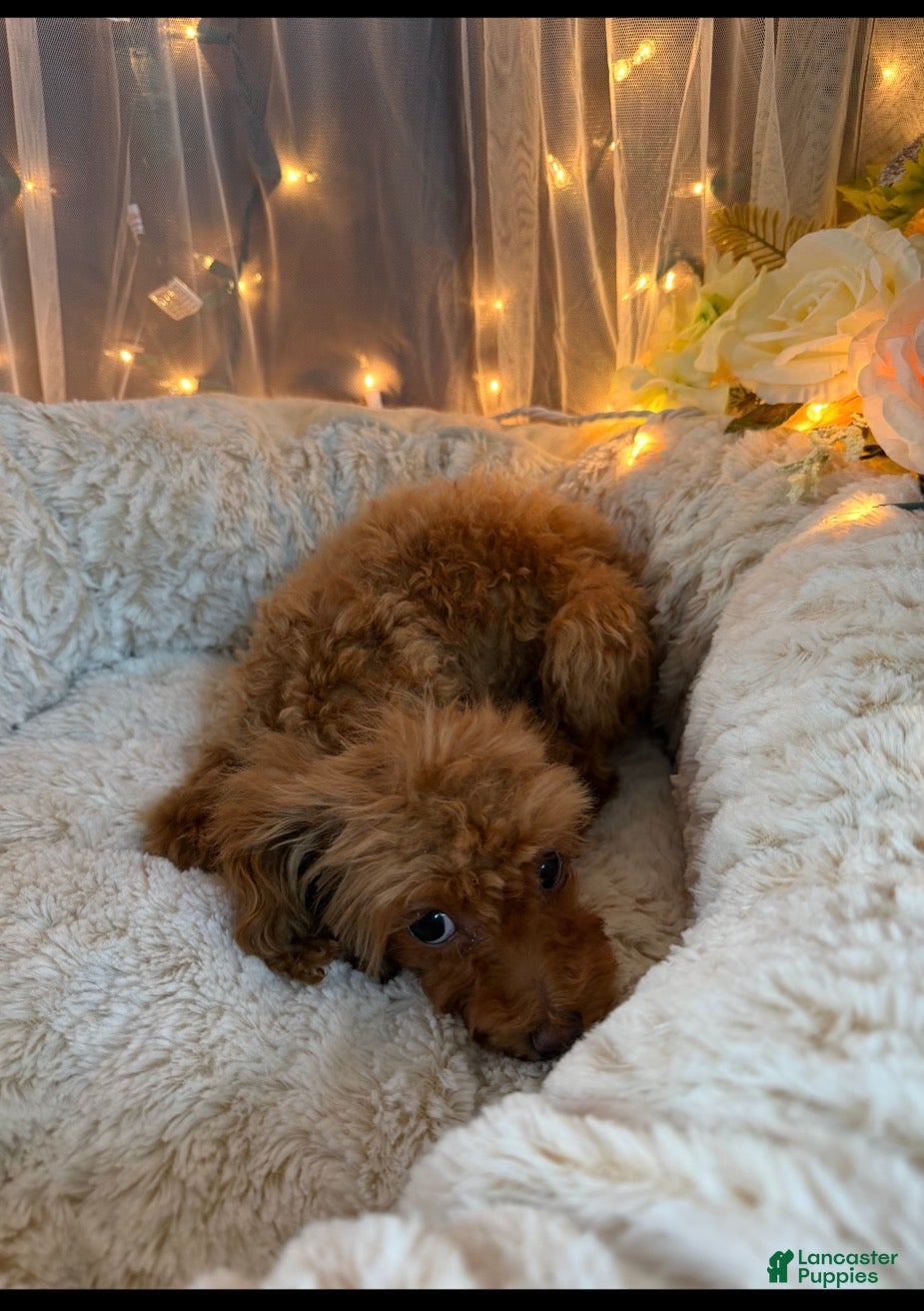 Miniature Poodle dogs Miniature Poodle 3 - Ad 2