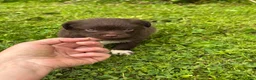Chihuahua dogs for sale: Picnic - Ad 4