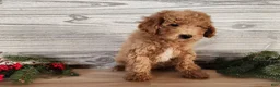 Mini Goldendoodle dogs for sale: Nash - Ad 10
