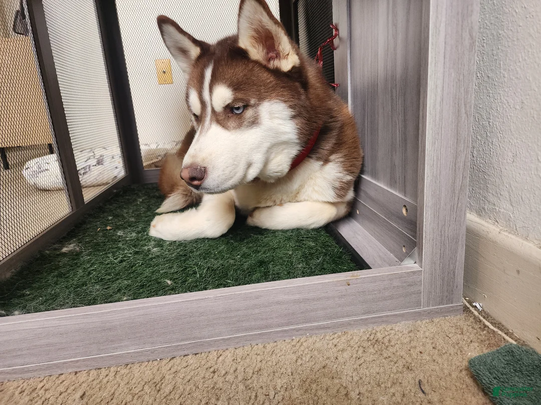 Siberian Husky dogs for stud: Red Siberian Husky Stud Service - Ad 1