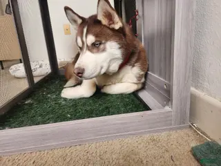 Siberian Husky dogs Red Siberian Husky Stud Service - Ad 1