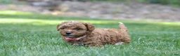 Miniature Poodle dogs for sale: Miniature Poodle 2 - Ad 4