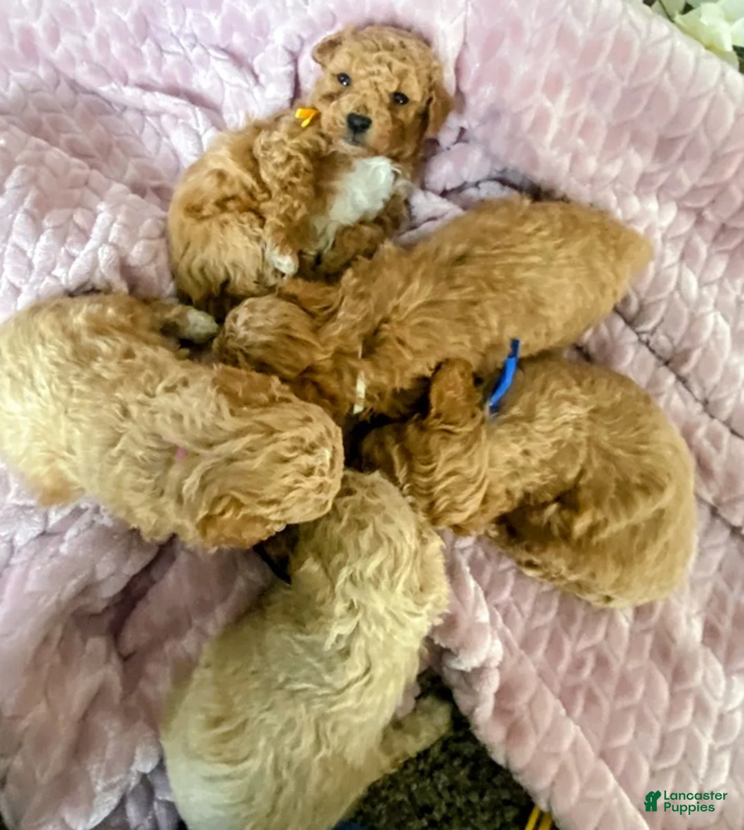 Toy Poodle dogs for sale: LITTLE ARCHIE - Ad 22