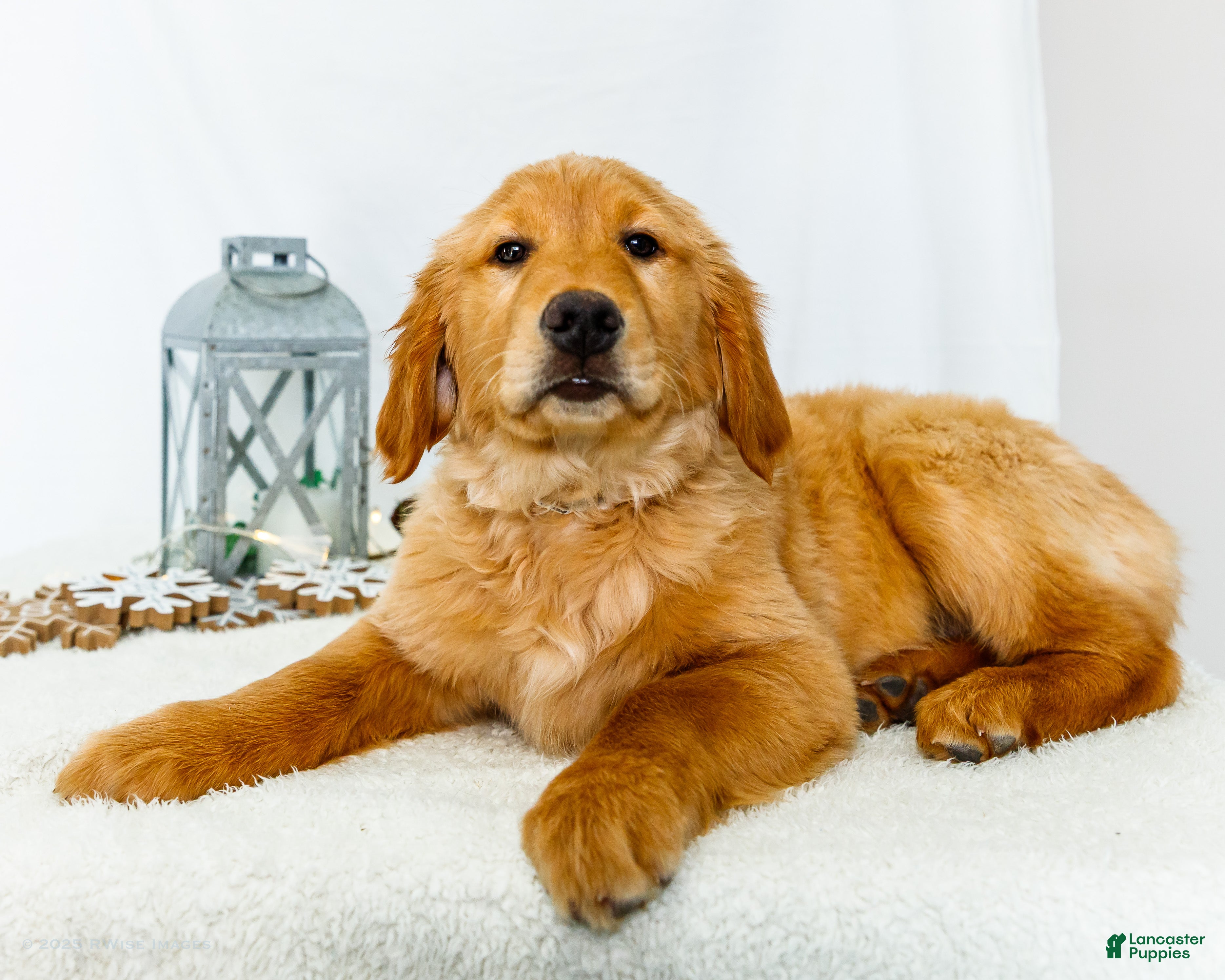 Golden Retriever dogs Goldie - Ad 31