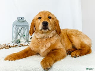 Golden Retriever dogs Goldie - Ad 31