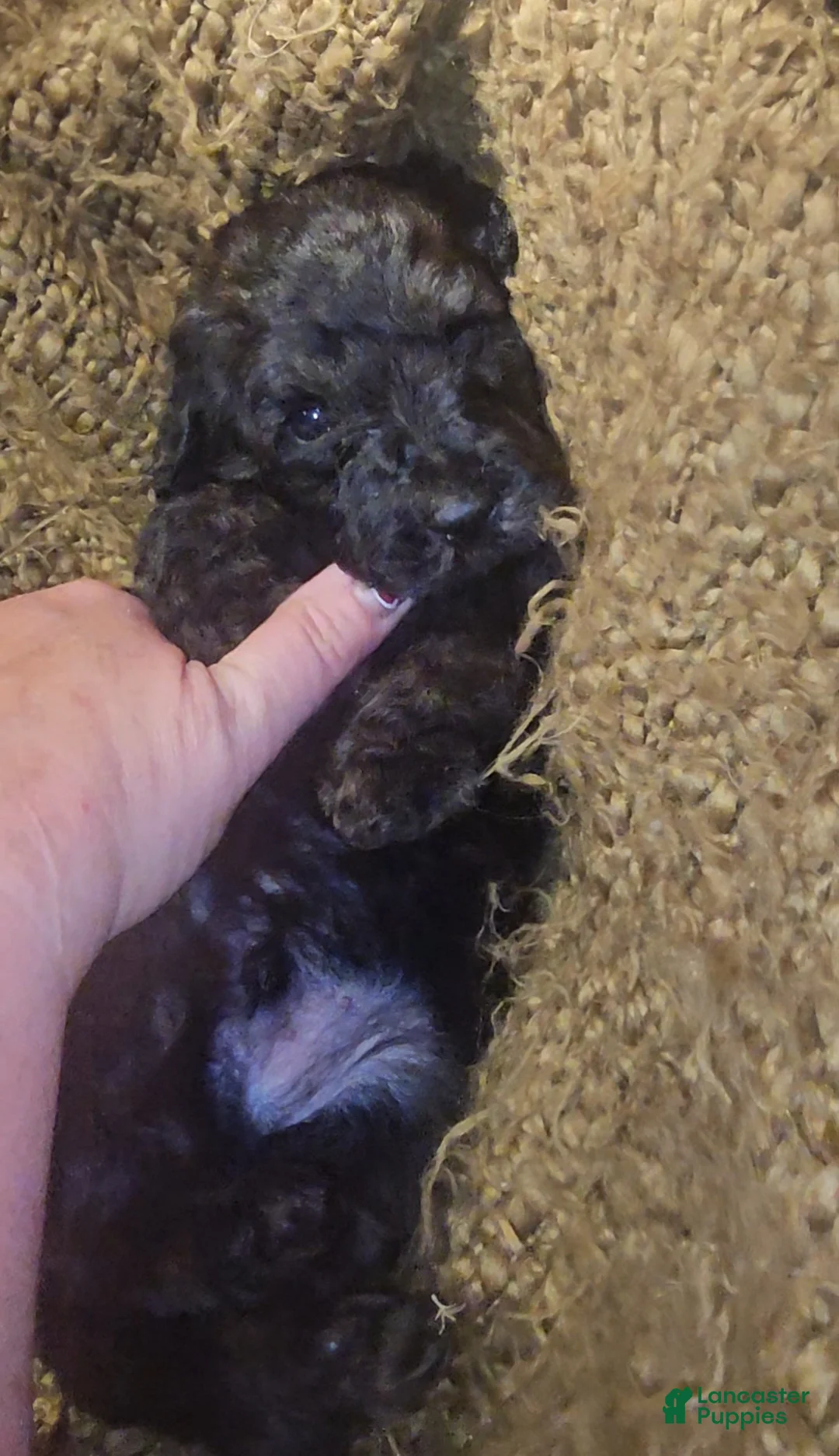 Goldendoodle dogs for sale: Gunner Goldendoodle Puppy 5 - Ad 2