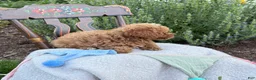 Toy Poodle dogs for sale: Blaze - Ad 5