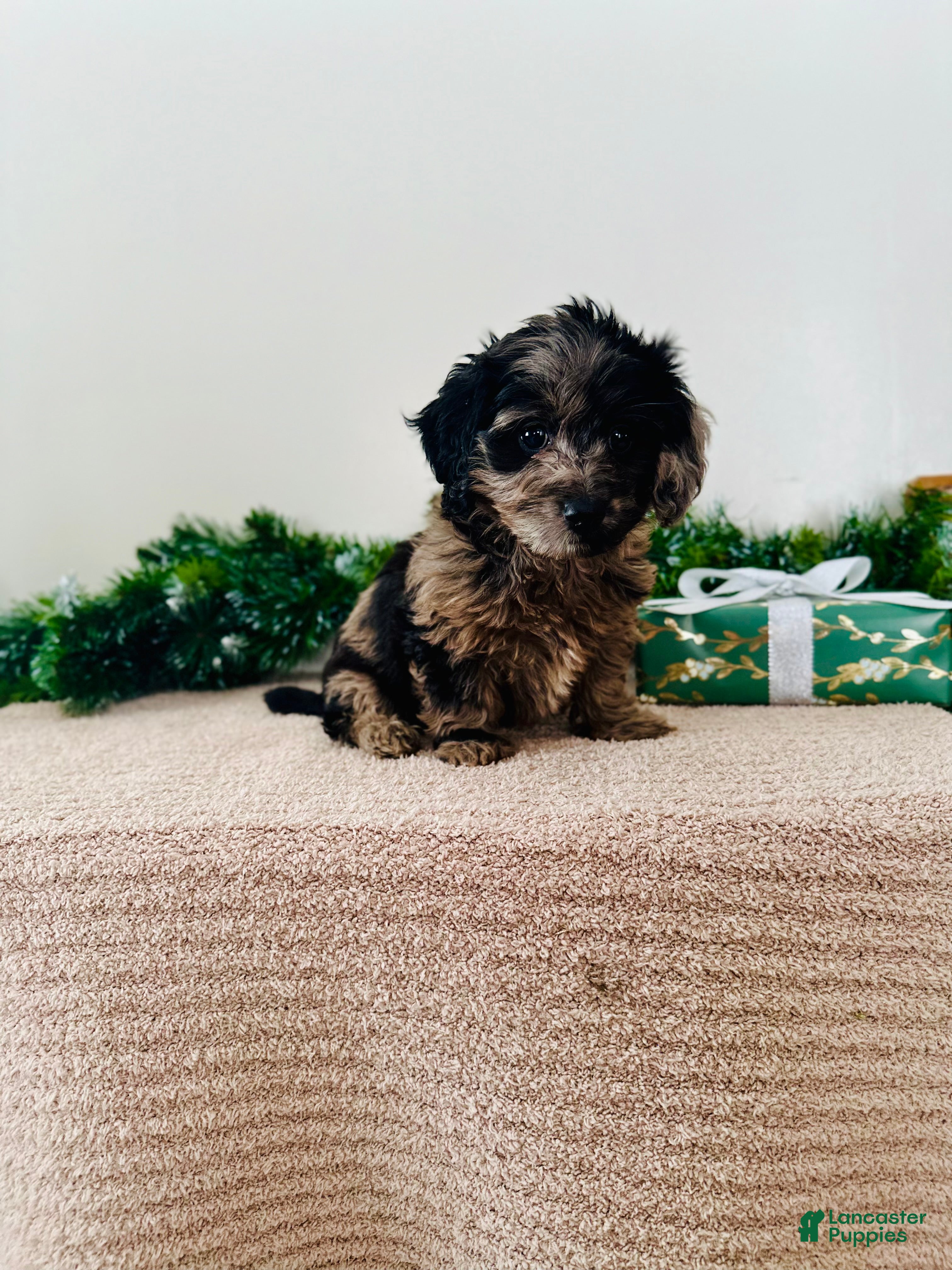 Mixed Breed dogs Holly - Ad 24