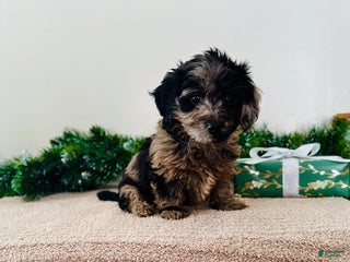 Mixed Breed dogs Holly - Ad 24