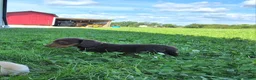 Dachshund dogs for sale: Cody - Ad 2