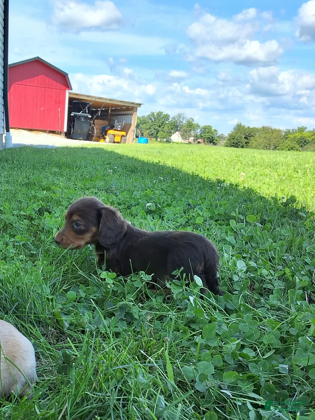 Dachshund dogs for sale: Cody - Ad 2