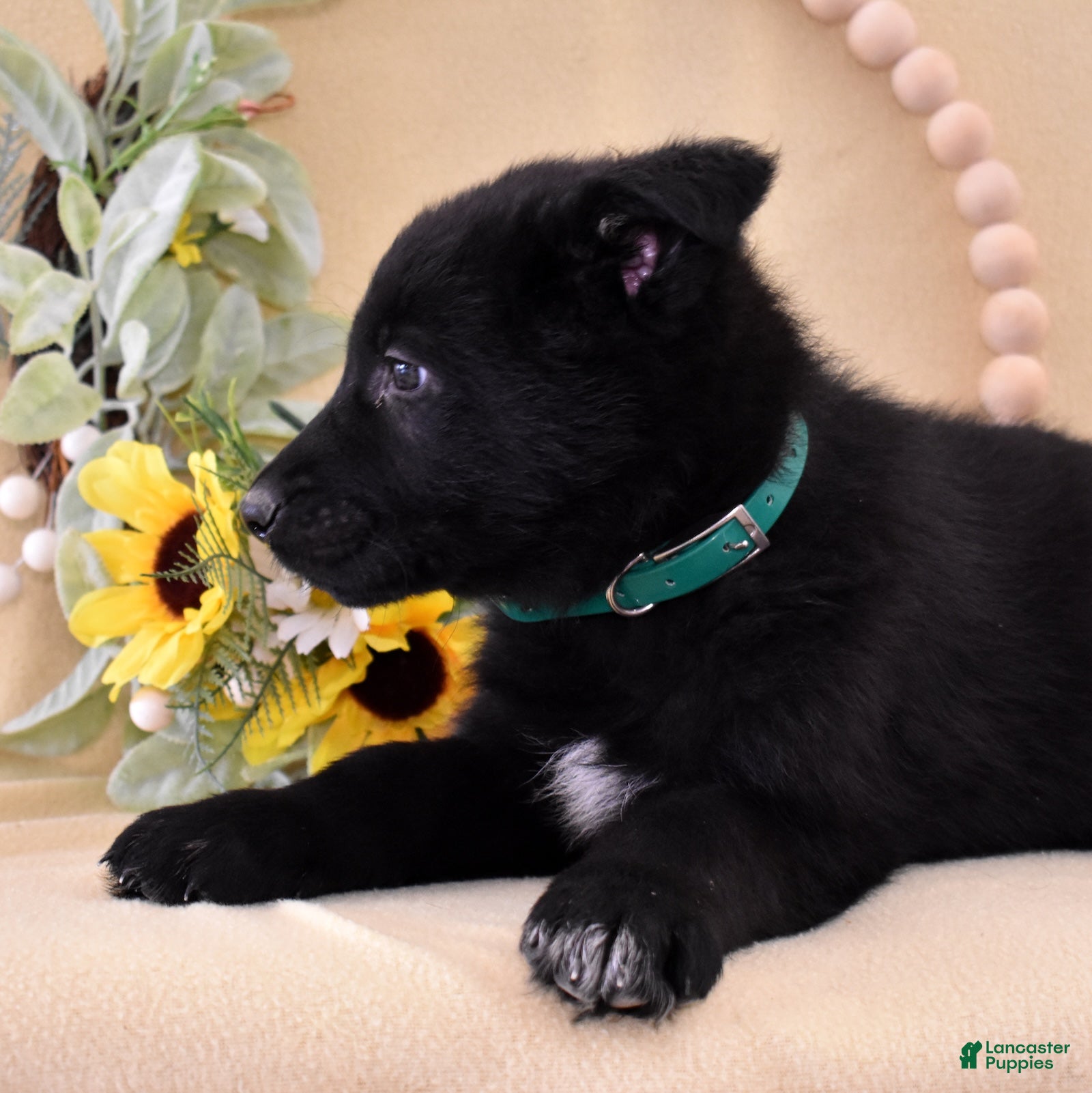 German Shepherd dogs Shadow - Ad 2