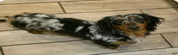 Dachshund dogs for sale: Dachshund Puppy 3 - Ad 4