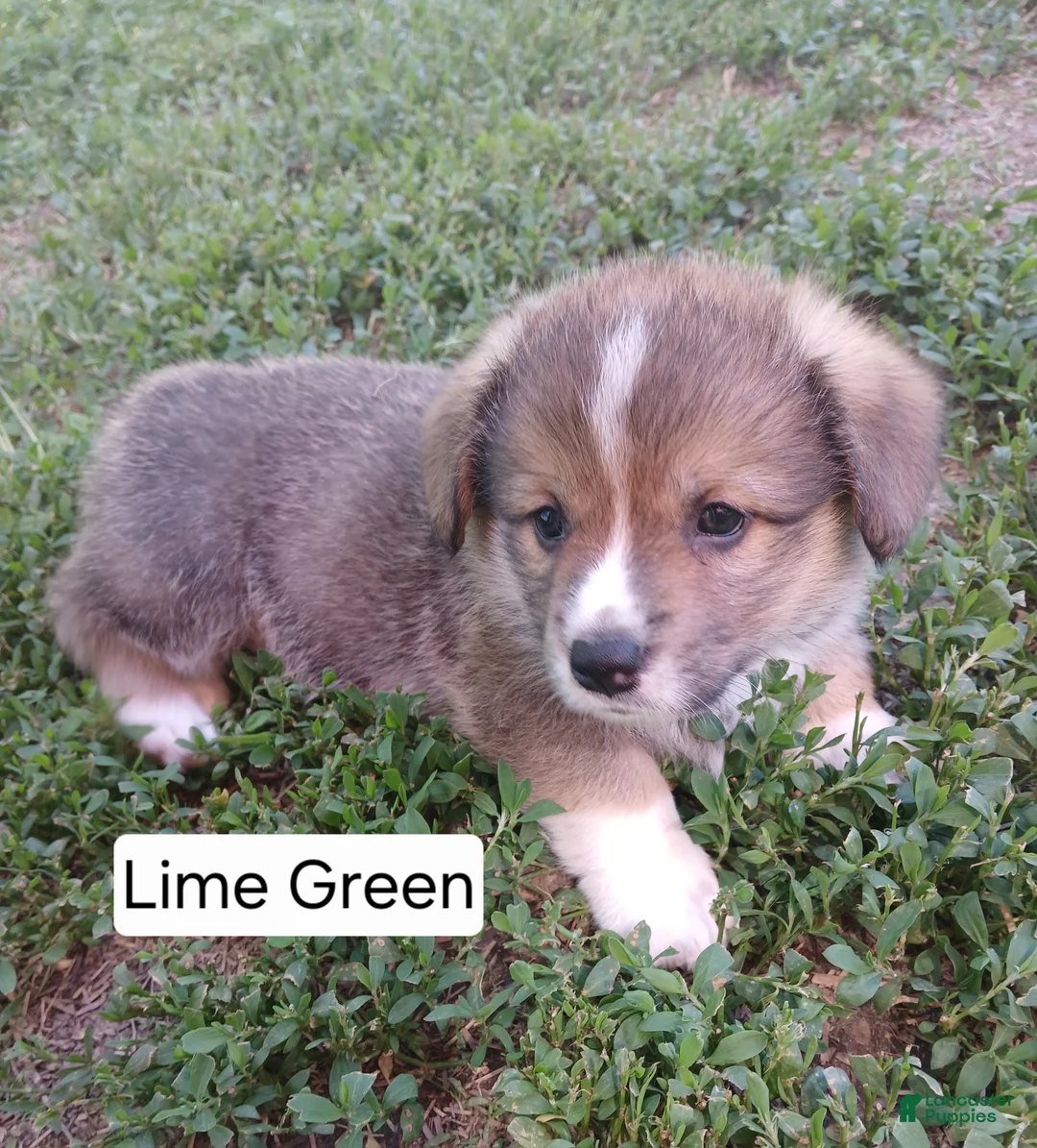 Welsh Corgi Pembroke dogs for sale: LUKE - Ad 1