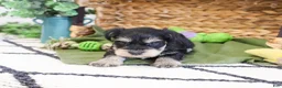 Miniature Schnauzer dogs for sale: Tucker  - Ad 2