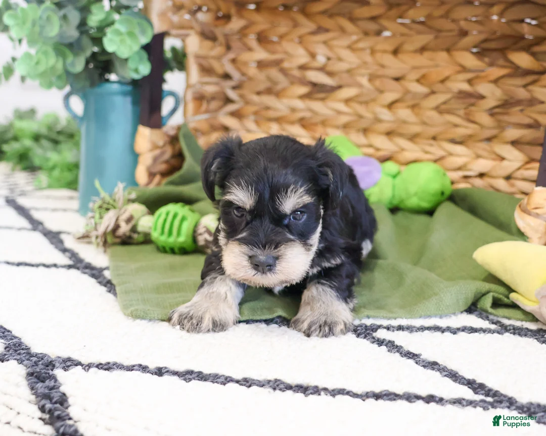 Miniature Schnauzer dogs for sale: Tucker  - Ad 2